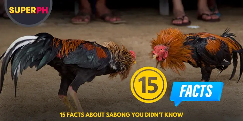 15 Facts About Sabong You Didn’t Know