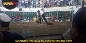 Cockfights Take Place in a Cockfighting Ring or Pit