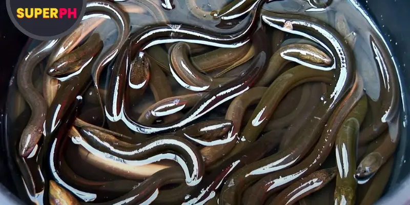 Eel Meat for Vitality