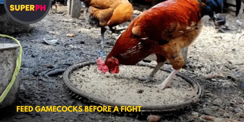 Feed Gamecocks Before a Fight