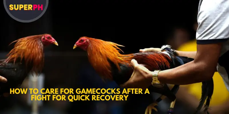 How to Care for Gamecocks After a Fight