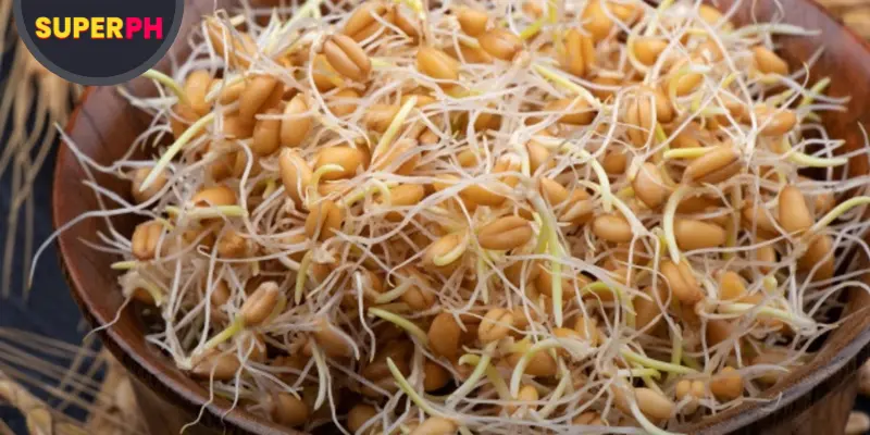 Sprouted Grains